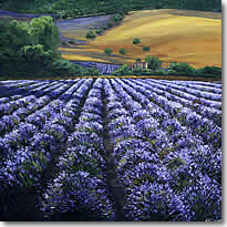 Lavender - Summer in Provence