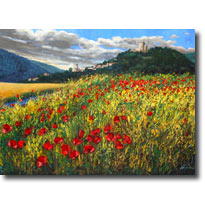 Tuscan Poppies - Tuscany, Italy