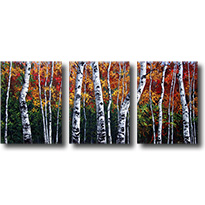Aspens In Autumn Triptych