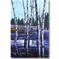 Aspens In Winter