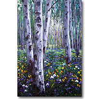 Lovely Spring