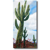 Desert Giants