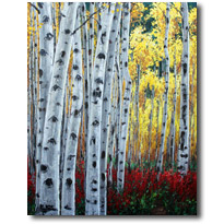 Hiking In Aspen