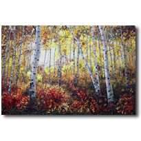 Sunlit Fall
