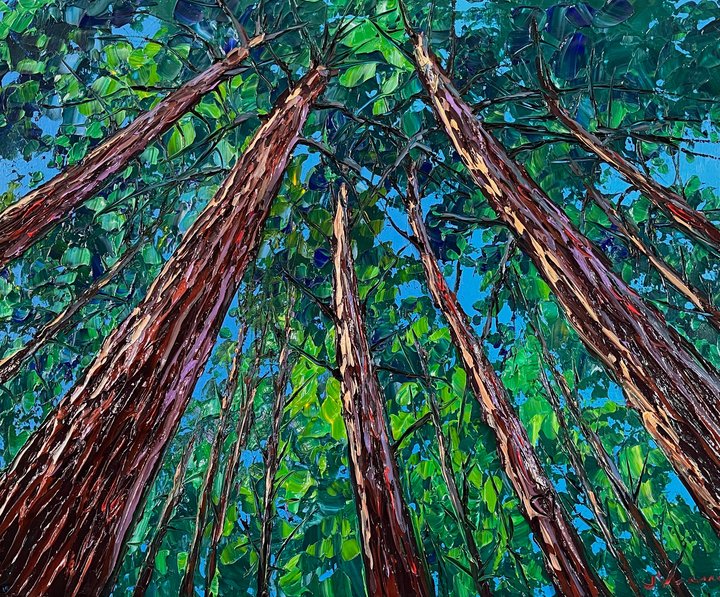 Looking Up Through the Redwoods